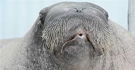 Enormous Walrus Closes His Eyes Now Listen When He Opens His Mouth