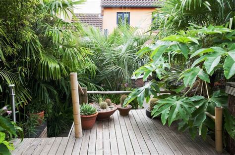 Instead of making another long excursion just to search for more cactus, is it possible to plant what little i have in such a way that it will grow more cactus blocks for me to harvest? 10 tropical plants you can grow in the UK | Small tropical ...