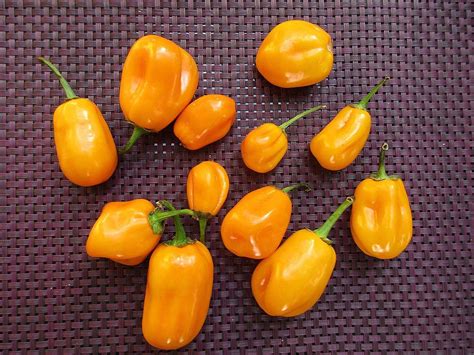 Vegetable Hot Sweet Chilli Pepper Aji Dulce Amarillo Premier Seeds Direct