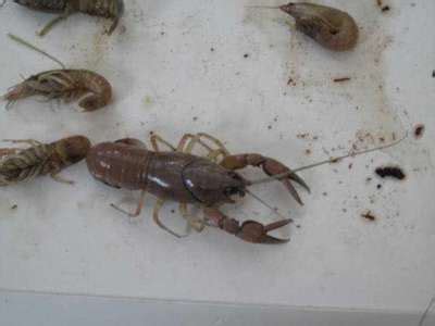 Augmentative biological control is pest suppression in greenhouses or outdoor crops through the purchase and release of commercially reared natural. Harsh penalties imposed on for taking, possessing and ...