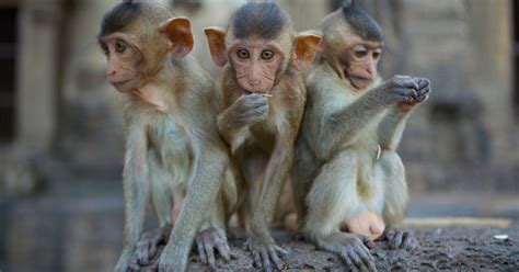 Monkeys Built To Mimic Autism Like Behaviors May Help Humans The New