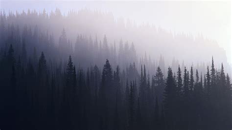 Misty Forest 4k Wallpapers Wallpaper Cave