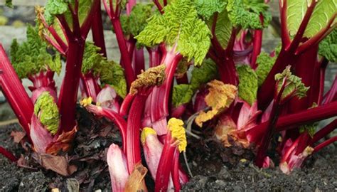 Die robuste pflanze ist im prinzip pflegeleicht. Im eigenen Garten Rhabarber ernten und anbauen