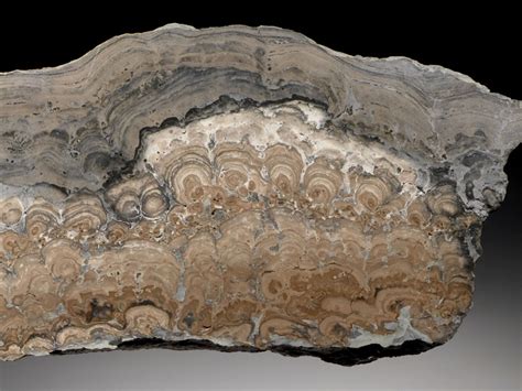 Stromatolite Fossil Cyanobacteria Permian Stromatolites Fossils