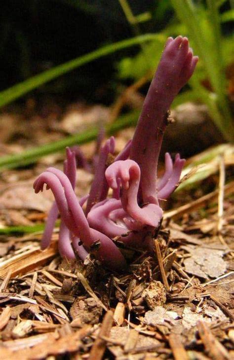 FungiFanatics — Clavulina amethystina is a species of coral fungus...