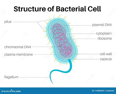 Structure Of Bacterial Cell Stock Illustration Illustration Of