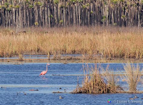 The national wildlife refuge system, within the u.s. Images of the beautiful Saint Marks National Wildlife ...