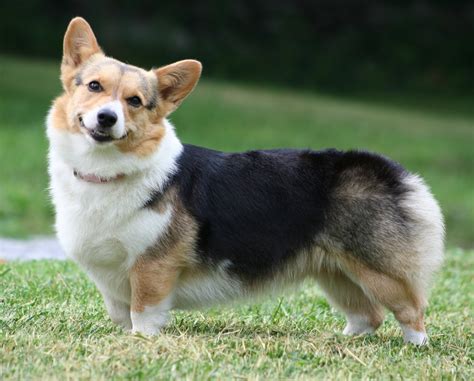 Pembroke Welsh Corgi Fun Animals Wiki Videos Pictures