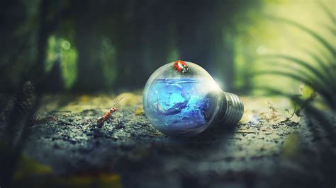 Light Bulb Nature Forest Ants Photoshop Wallpaperhd Photography