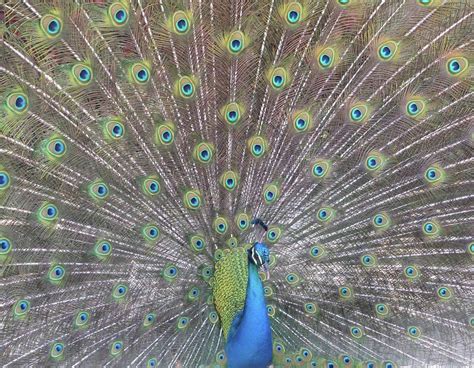 Peacock Blues Photograph By Diane Berard Fine Art America