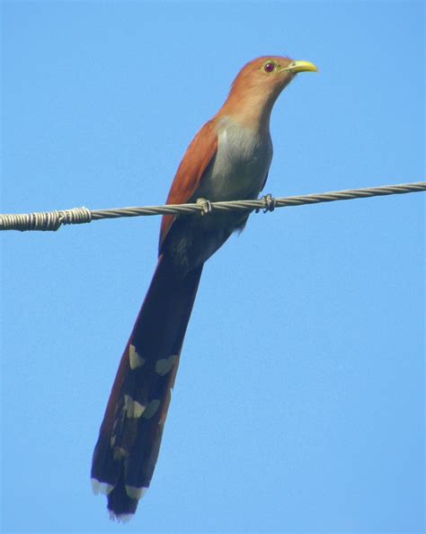 Squirrel Cuckoo Birds Of Tambopata · Inaturalist Mexico