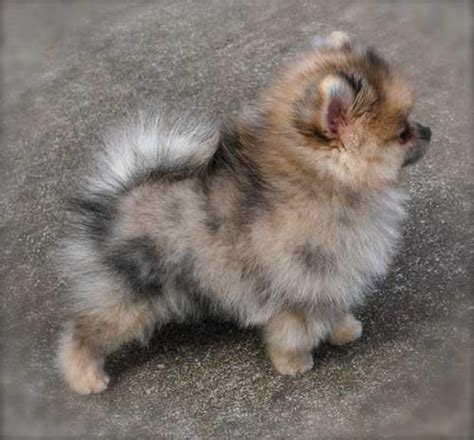 If your looking to adopt or buy a pomeranian. Price Pomeranian Puppies For Sale In Sri Lanka - Pets Lovers
