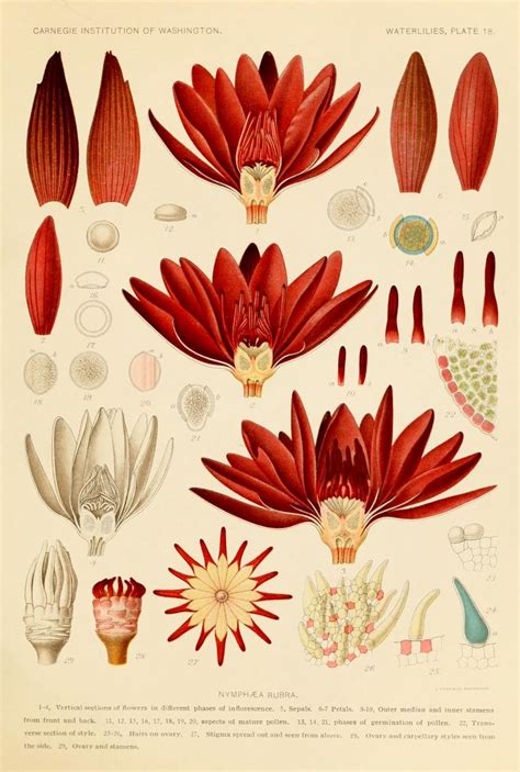 Scientificillustration Botanical Drawings Scientific Illustration