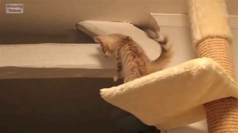 Funny Cat Jump Fail 2015 Youtube