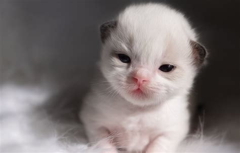Обои кошка белый взгляд котенок малыш мех серый фон мордашка