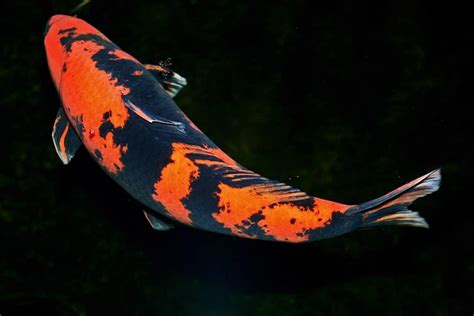 Black And Orange Koi Bekko Doitsu Koicarpfish