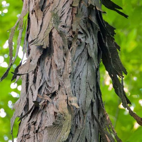 Shagbark Hickory Plant It Wild Native Michigan Plants