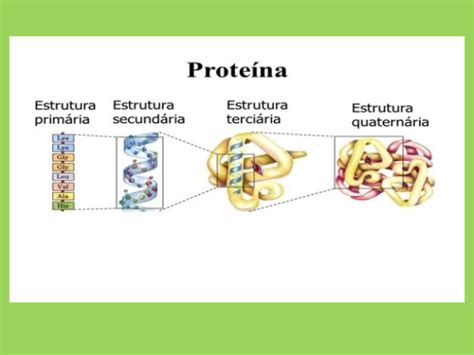 ☑ Significado De Las Proteínas