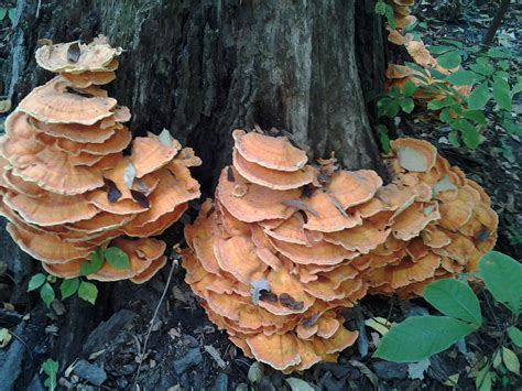 Official Indiana Mushroom Season 2014 Mushroom