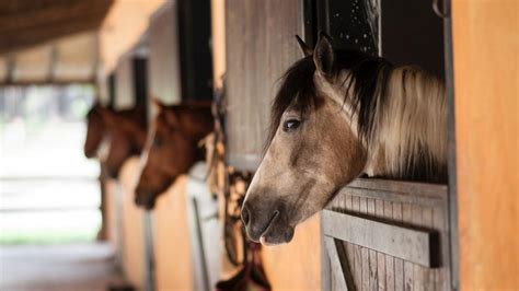 How To Keep Your Horse Barn Cool During This Summer