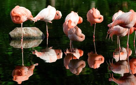 Flamingo Bird Sleep Reflection Water Wallpapers Hd Desktop And