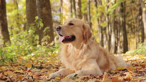 Happy Golden Retriever Dog Sitting Stock Footage Video