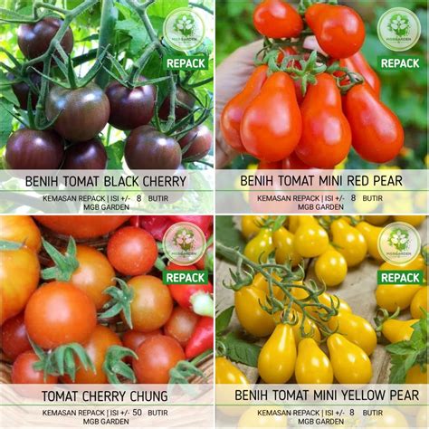 Jual Paket Benih Biji Tomat Cherry Mini Jenis Kemasan Repack Ekonomis