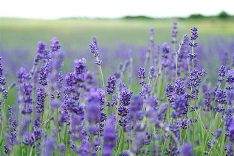Lavender Field Hd Wallpapers Backgrounds