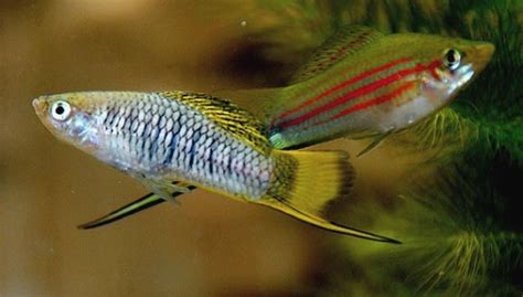 By kelly roper small pets breeder and exhibitor. Can A Male Guppy And A Female Molly Have Babies, Ive Heard ...