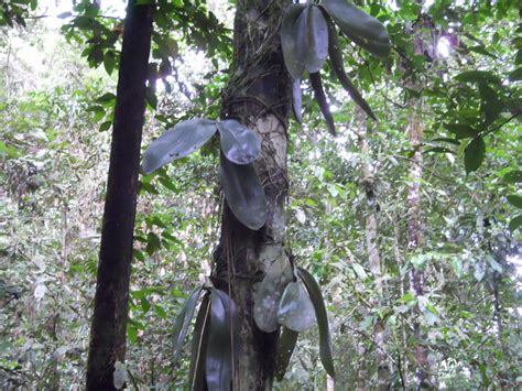 Telinga gajah ( caladium ) adalah perwakilan bangga dari keluarga araceae. Gambar Titian Perjalanan 2013 Bunga Orkid Harimau Gambar ...