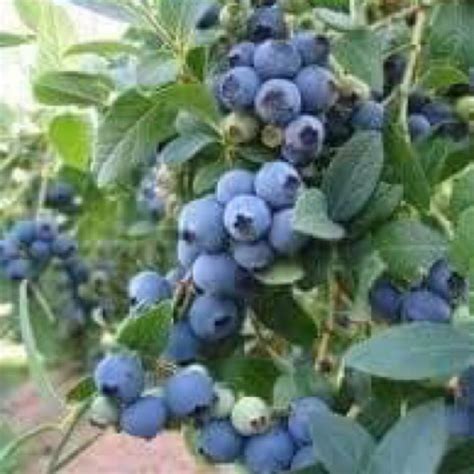 Nama vernakular:pokok malberi nama botani :morus alba di malaysia,daunnya dikenali sebagai daun ulat sutera kerana ia. pokok blueberry variety biloxi- boleh tanam di Malaysia ...