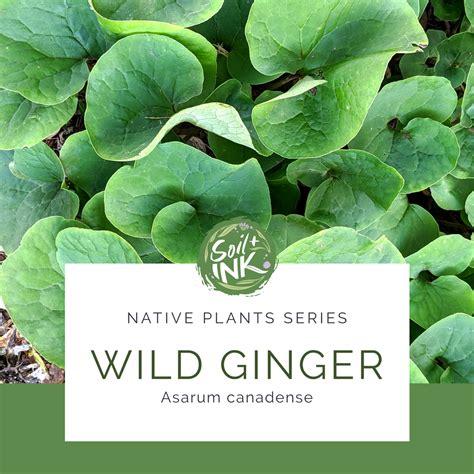 Native Plants Series Wild Ginger