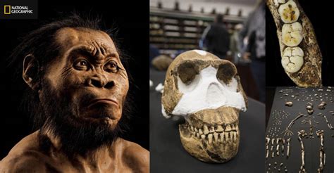 Unlike the often contested hobbits, homo floresienses from the island of flores in indonesia, we have discovered many individuals that all share the same unusual features. Homo Naledi an attempt to 'link black ancestors to baboons' - The Citizen