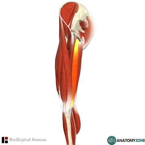 AnatomyZone | Muscles • AnatomyZone