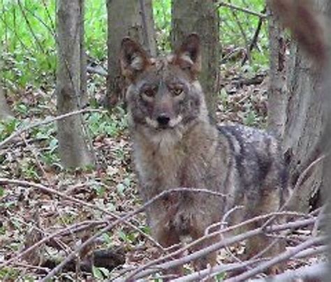 on the same day a woman is bitten by coyote provincetown police department warn of an uptick in
