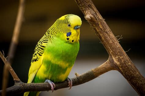 6 Best Low Maintenance Bird Pet Species Too Cute To Bear