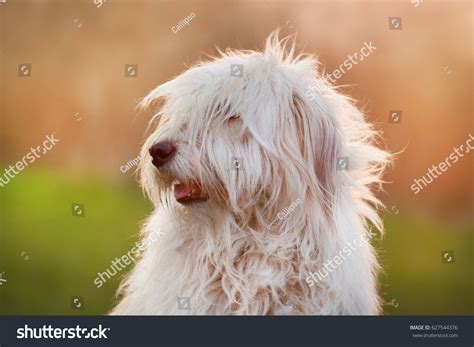 Beautiful Fluffy South Russian Shepherd Dog Stock Photo Edit Now