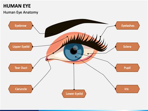 Anatomy Of Eyelid Ppt Free