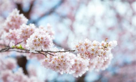 Blossoms Of Sakura Cherry Tree Isolated On White Spring Flowers Stock