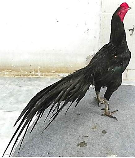 Gambar ayam bertelur hitam putih. Gambar ayam dan harga ayam hitam VIP ekslusif di thailand ...