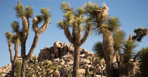Joshua Tree National Park 10 Tips For Visiting The Park