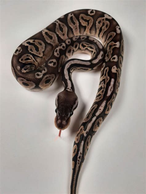 Black Pewter Ball Python By Snizards Morphmarket