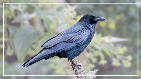 Know All Types Of Ravens Id Picture Geographic Range And Size