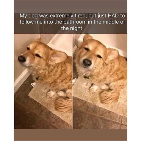 17 Dog Memes To Brighten Your Day Doggowner