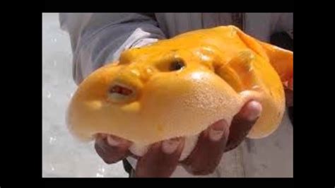 Blobfish Ugliest Animal Youtube
