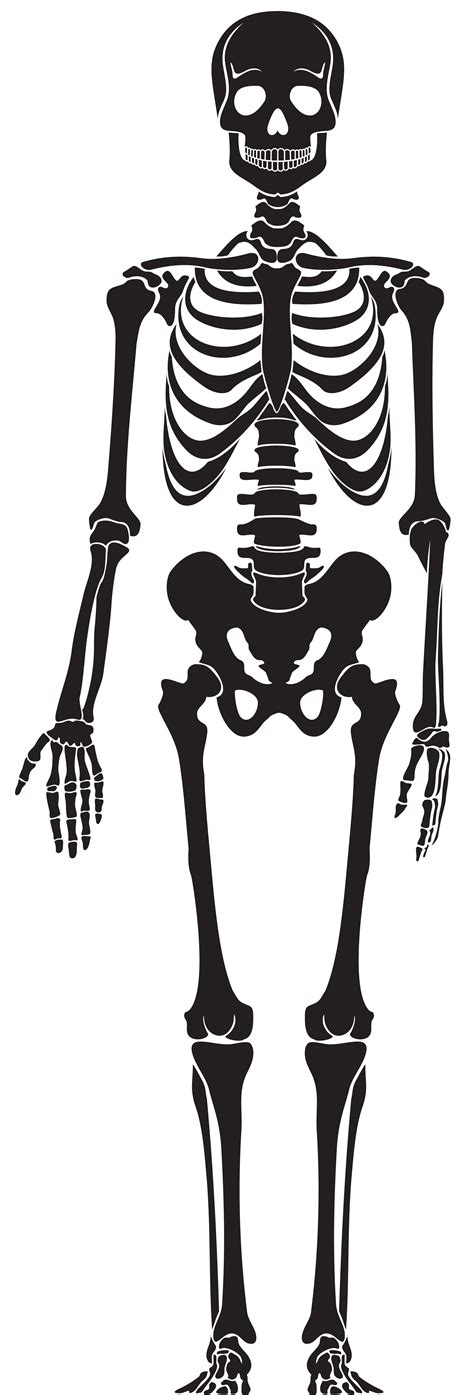 Human Skeleton Skull Stump Png Download Free Transparent Human Skeleton Png