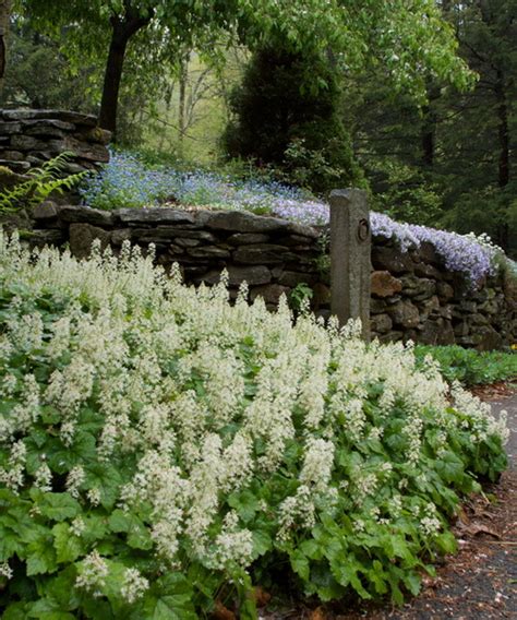 Deer resistant flowering shrubs northeast. Deer Resistant Flowering Shrubs Northeast : Deer Resistant ...