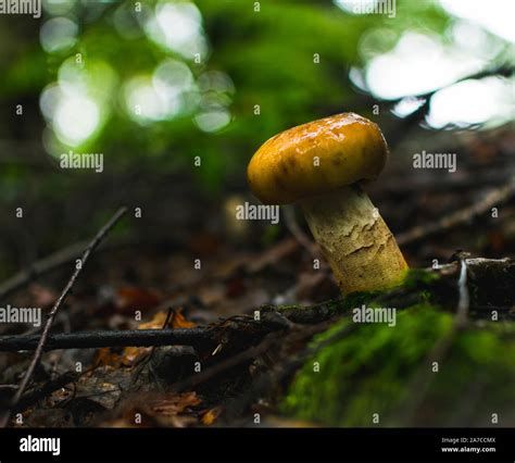 Mushroom Spawn Hi Res Stock Photography And Images Alamy