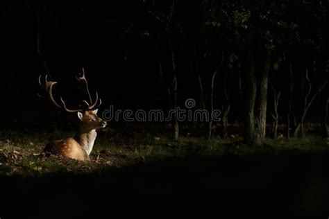 Fallow Deer During Mating Season Stock Photo Image Of Mammals Nature