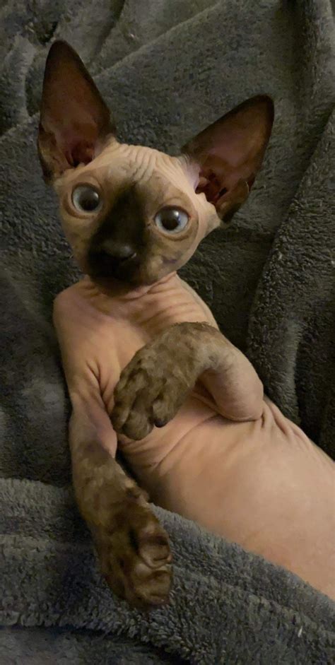 Hairlessness in cats is a naturally occurring genetic mutation, and the sphynx was developed through selective breeding of these animals, starting in the 1960s. Sphynx Cats For Sale | Syracuse, NY #326247 | Petzlover